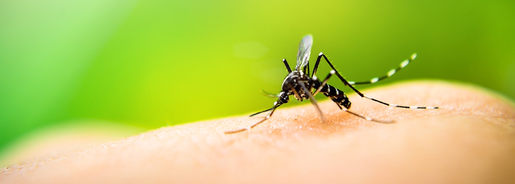 DENGUE: Conozcamos más para prevenirnos mejor.